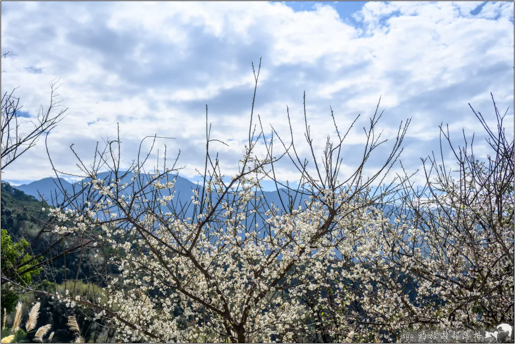 【桃園北橫 景點】角板山公園、角板山行館 5 角板山公園、角板山行館、角板山梅花季、角板山戰備隧道