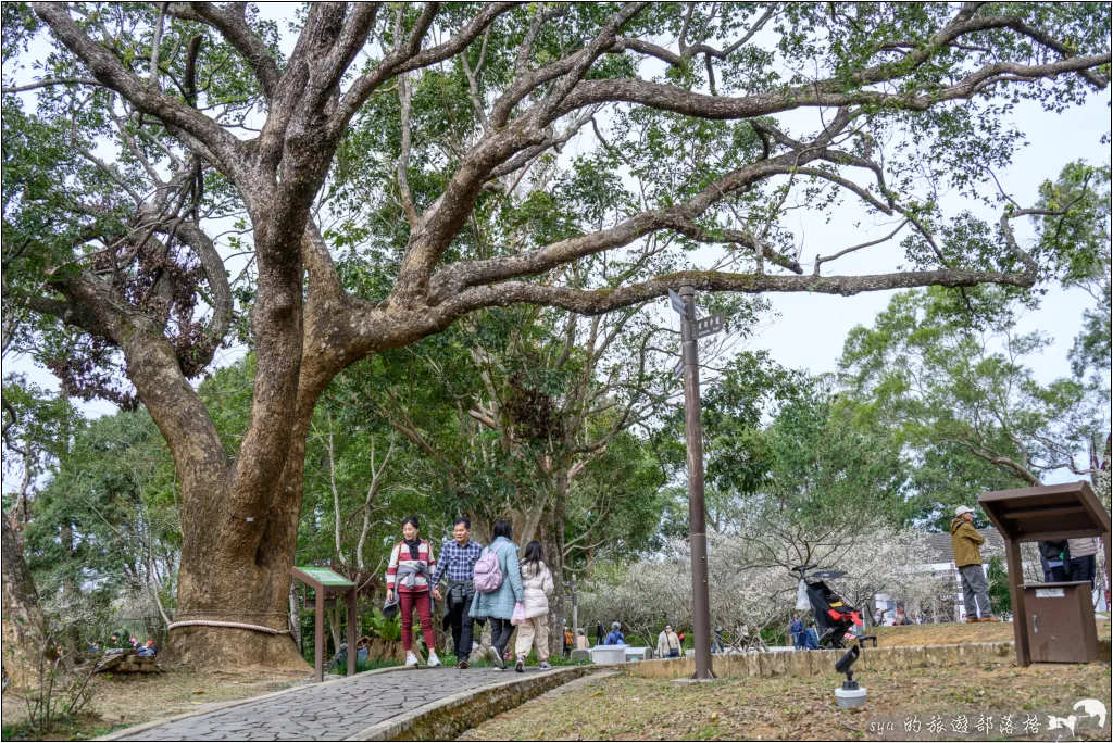 【桃園北橫 景點】角板山公園、角板山行館 11 角板山公園、角板山行館、角板山梅花季、角板山戰備隧道