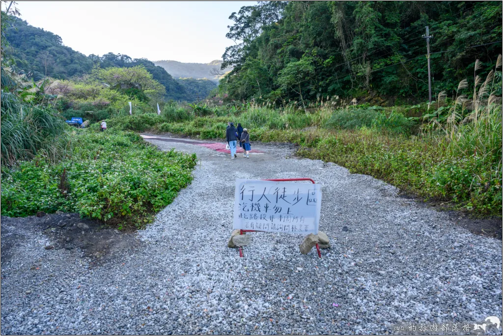 【台北三峽】大熊櫻花林|超過4000顆粉色櫻花的北部賞櫻聖地 5 三峽大熊櫻花林