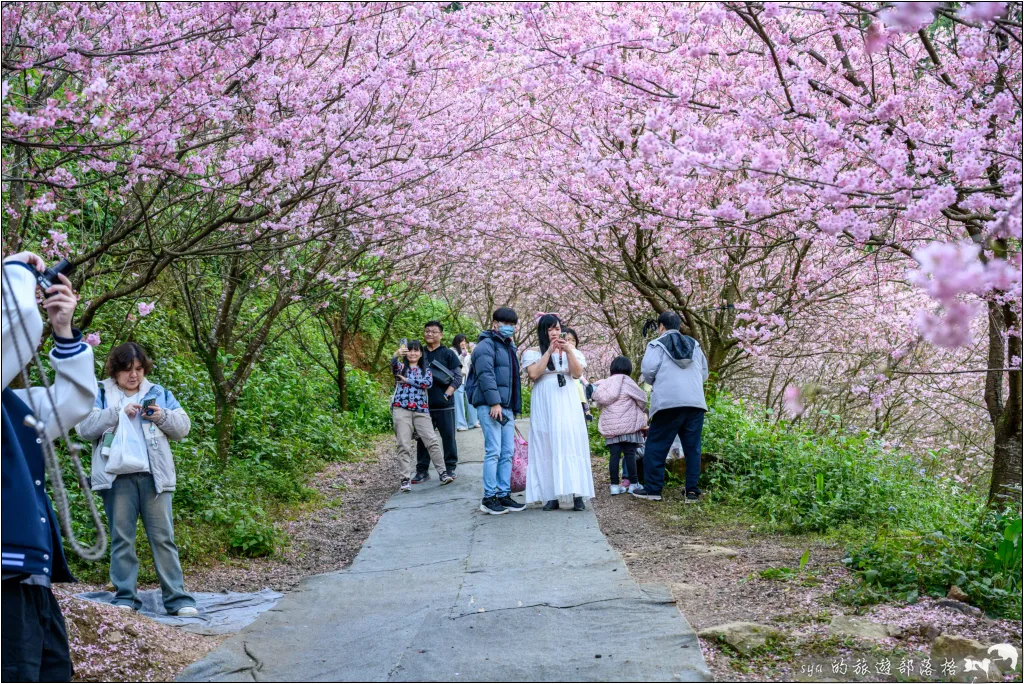【台北三峽】大熊櫻花林|超過4000顆粉色櫻花的北部賞櫻聖地 34 三峽大熊櫻花林