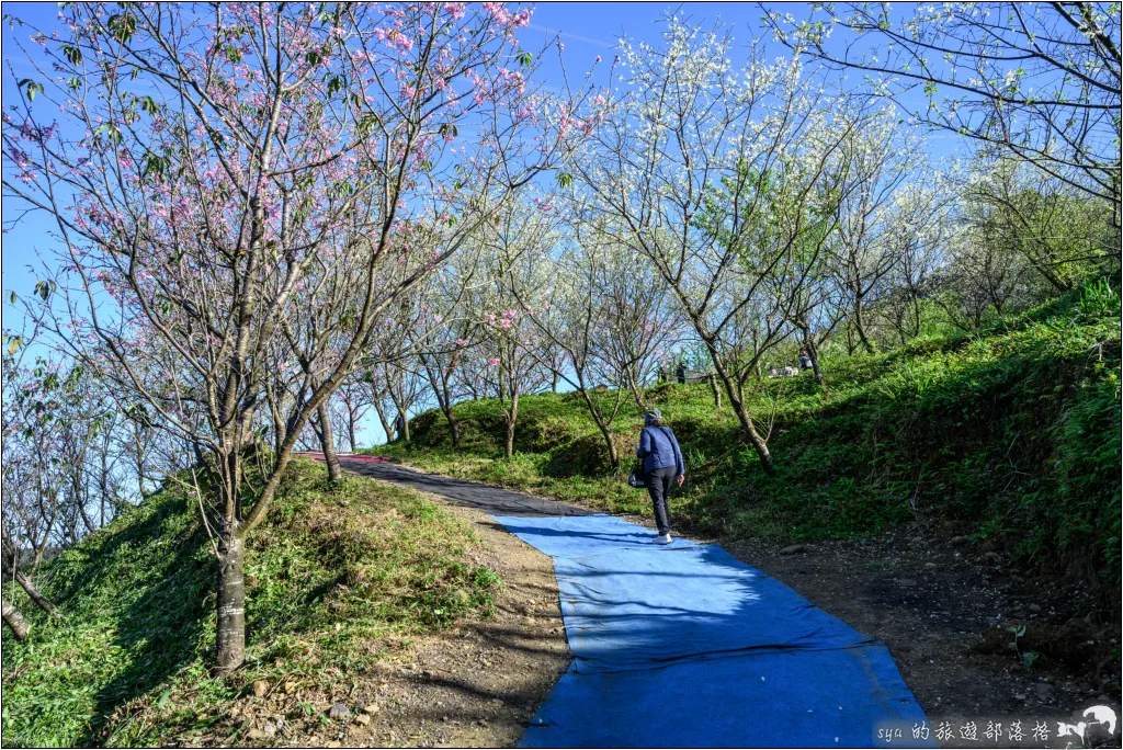 【台北三峽】大熊櫻花林|超過4000顆粉色櫻花的北部賞櫻聖地 38 三峽大熊櫻花林