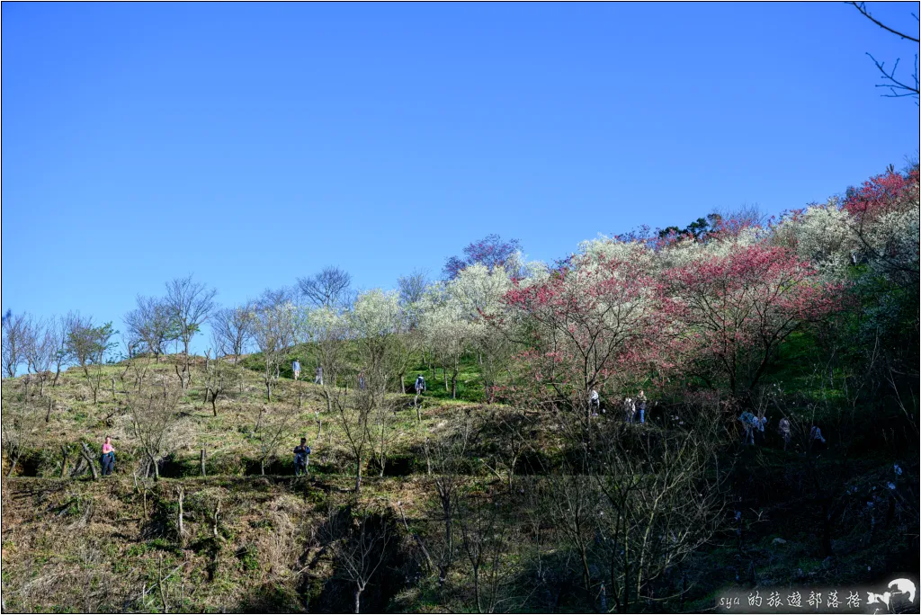 【台北三峽】大熊櫻花林|超過4000顆粉色櫻花的北部賞櫻聖地 47 三峽大熊櫻花林