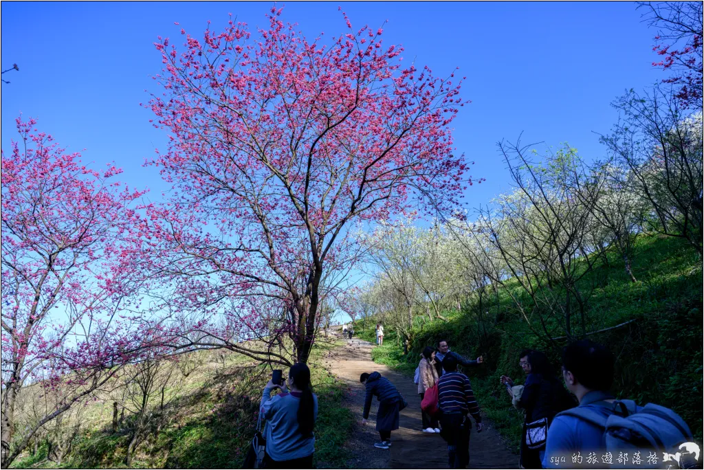【台北三峽】大熊櫻花林|超過4000顆粉色櫻花的北部賞櫻聖地 54 三峽大熊櫻花林