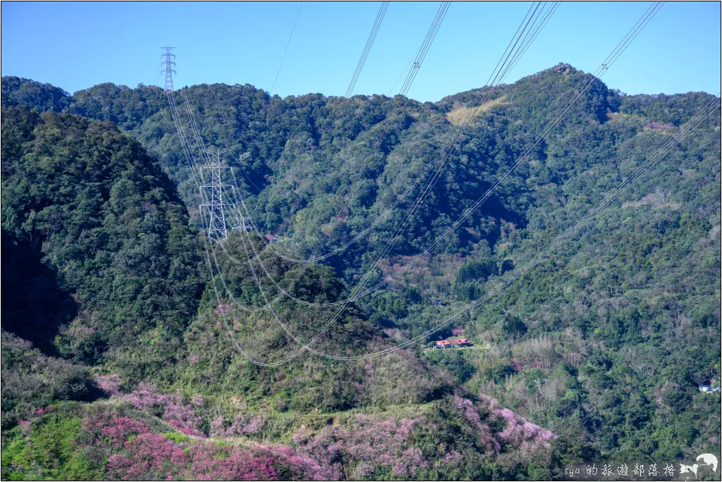 【台北三峽】大熊櫻花林|超過4000顆粉色櫻花的北部賞櫻聖地 51 三峽大熊櫻花林