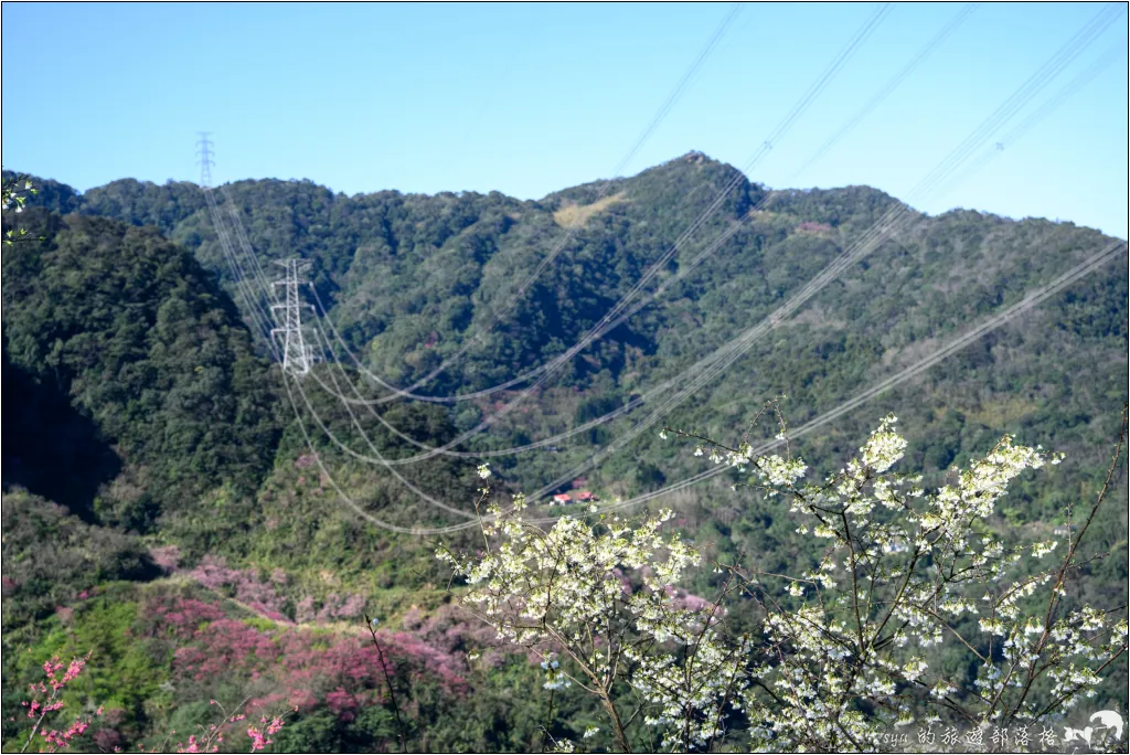【台北三峽】大熊櫻花林|超過4000顆粉色櫻花的北部賞櫻聖地 48 三峽大熊櫻花林