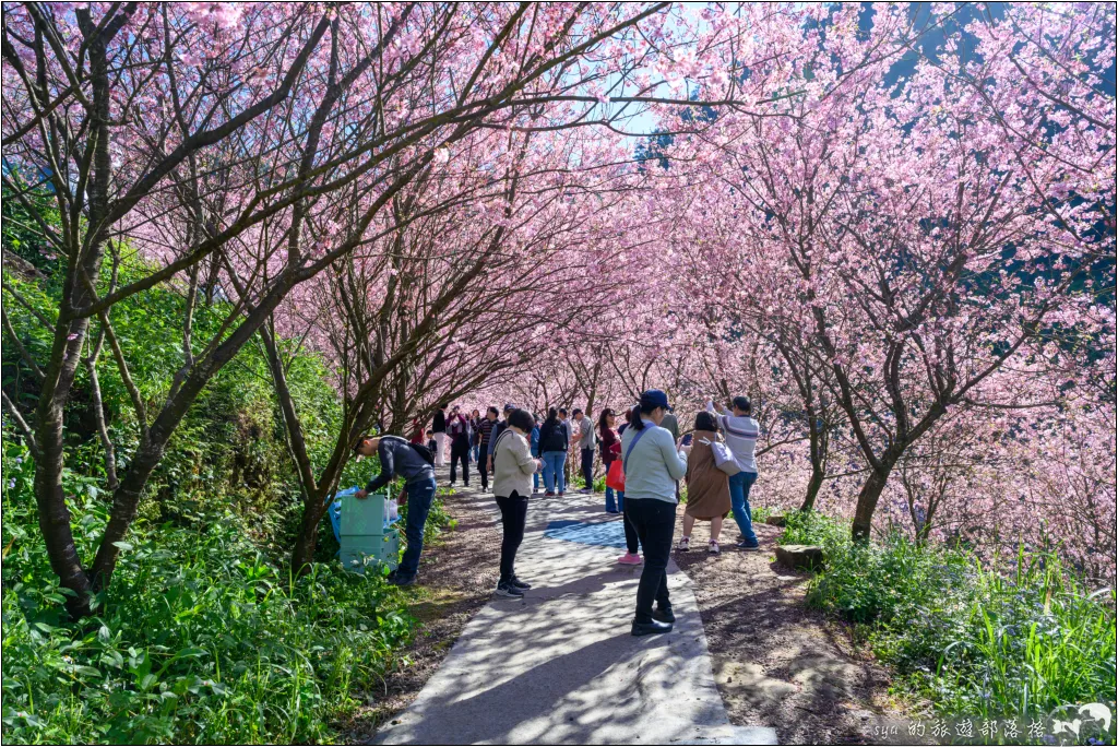 【台北三峽】大熊櫻花林|超過4000顆粉色櫻花的北部賞櫻聖地 21 三峽大熊櫻花林