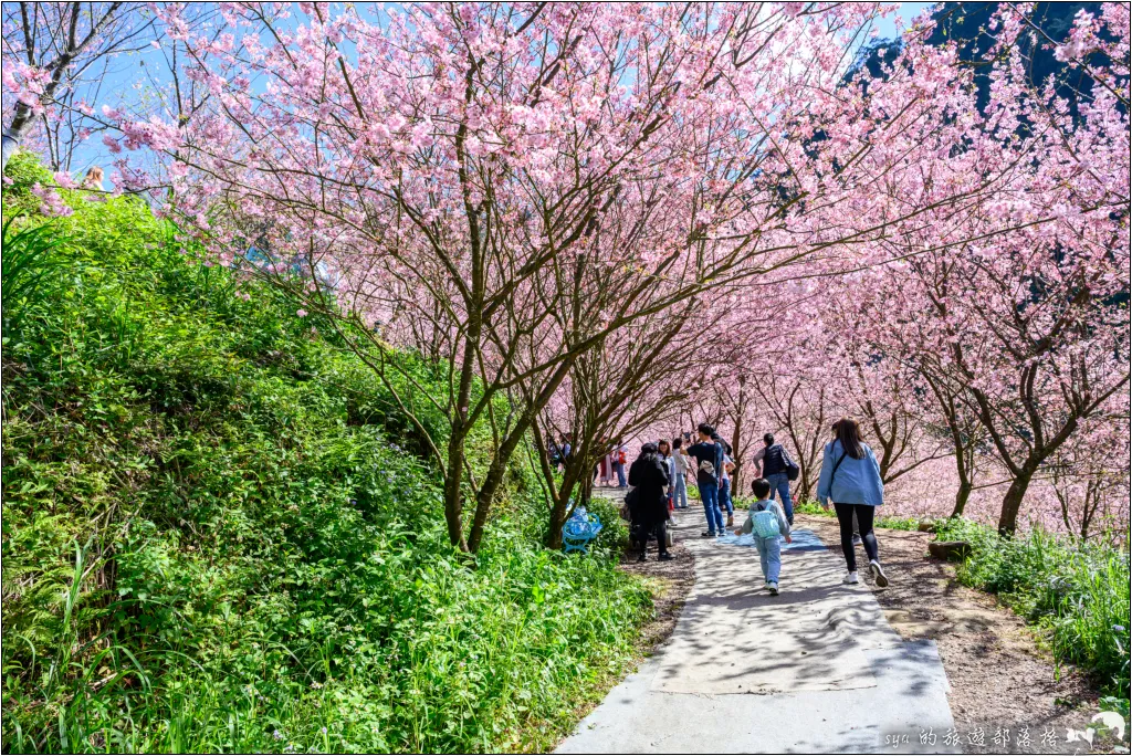 【台北三峽】大熊櫻花林|超過4000顆粉色櫻花的北部賞櫻聖地 18 三峽大熊櫻花林
