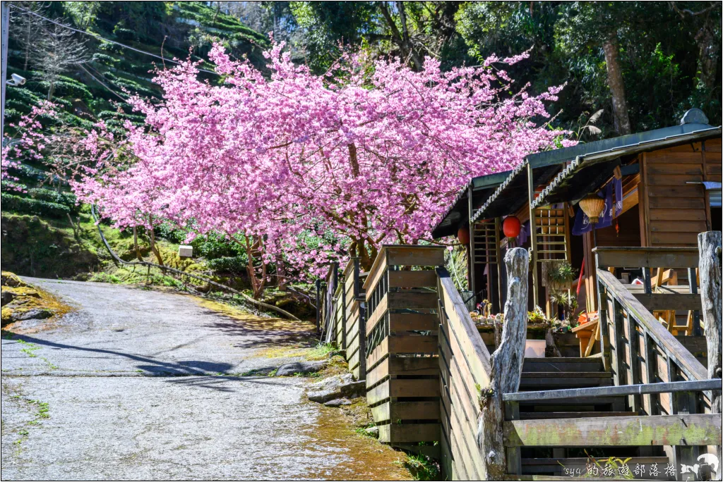 【南投杉林溪】忘憂森林|921大地震後的夢幻偃塞湖 43 南投杉林溪 忘憂森林