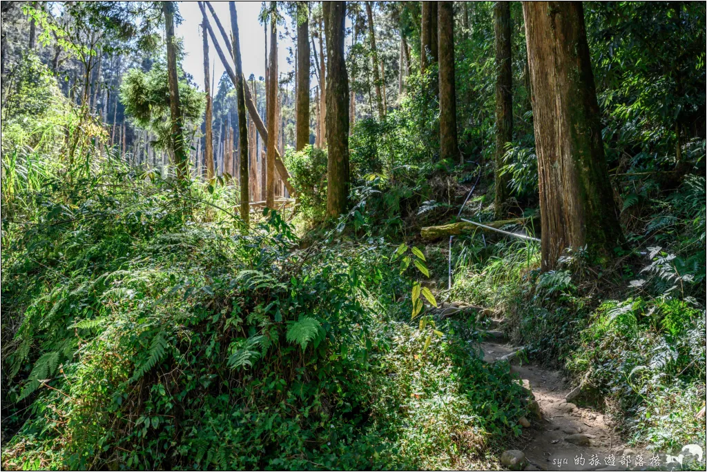 【南投杉林溪】忘憂森林|921大地震後的夢幻偃塞湖 7 南投杉林溪 忘憂森林