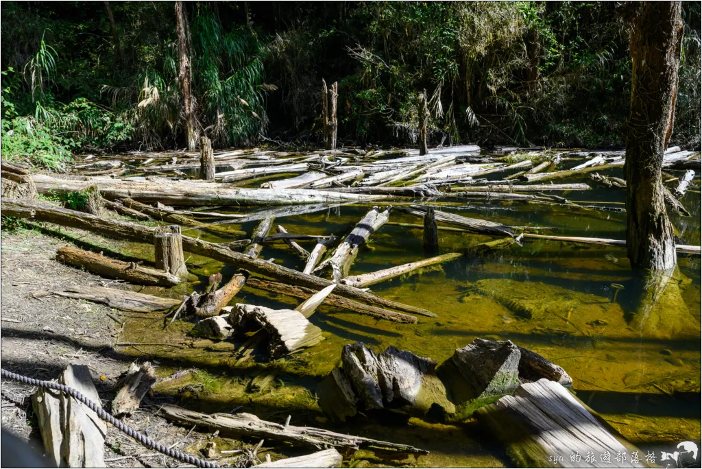 【南投杉林溪】忘憂森林|921大地震後的夢幻偃塞湖 9 南投杉林溪 忘憂森林