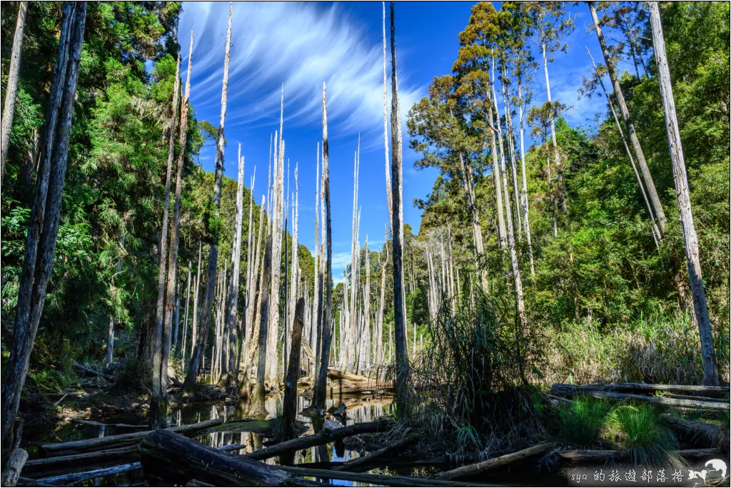 【南投杉林溪】忘憂森林|921大地震後的夢幻偃塞湖 25 南投杉林溪 忘憂森林
