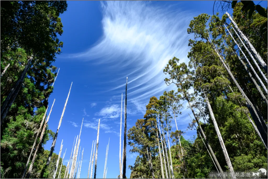 【南投杉林溪】忘憂森林|921大地震後的夢幻偃塞湖 27 南投杉林溪 忘憂森林