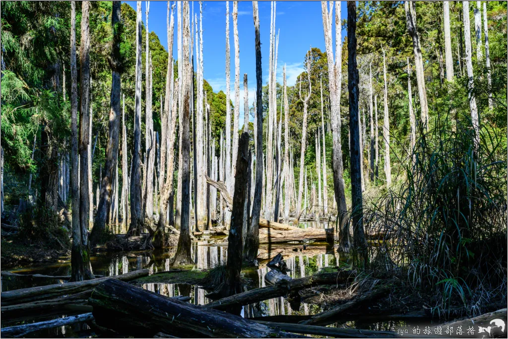 【南投杉林溪】忘憂森林|921大地震後的夢幻偃塞湖 30 南投杉林溪 忘憂森林