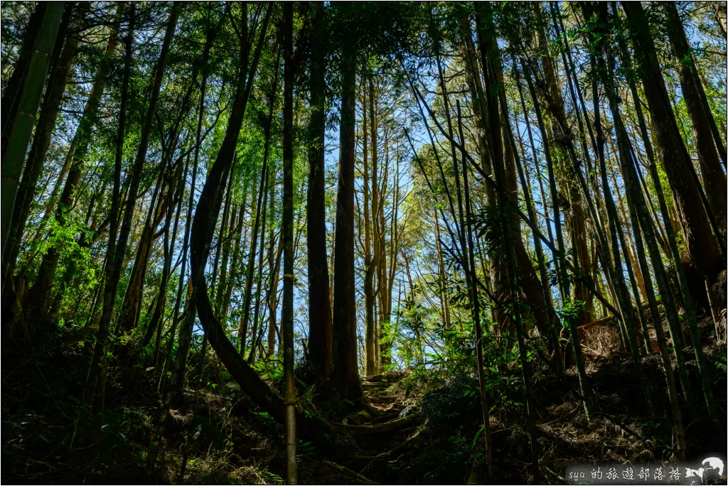 【南投杉林溪】忘憂森林|921大地震後的夢幻偃塞湖 31 南投杉林溪 忘憂森林