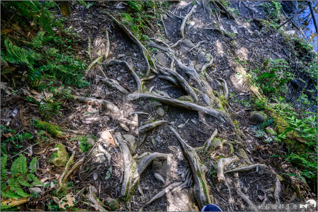【南投杉林溪】忘憂森林|921大地震後的夢幻偃塞湖 36 南投杉林溪 忘憂森林