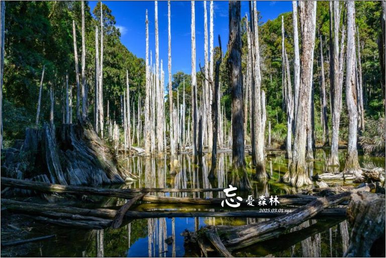 【南投杉林溪】忘憂森林|921大地震後的夢幻偃塞湖 1 南投杉林溪 忘憂森林