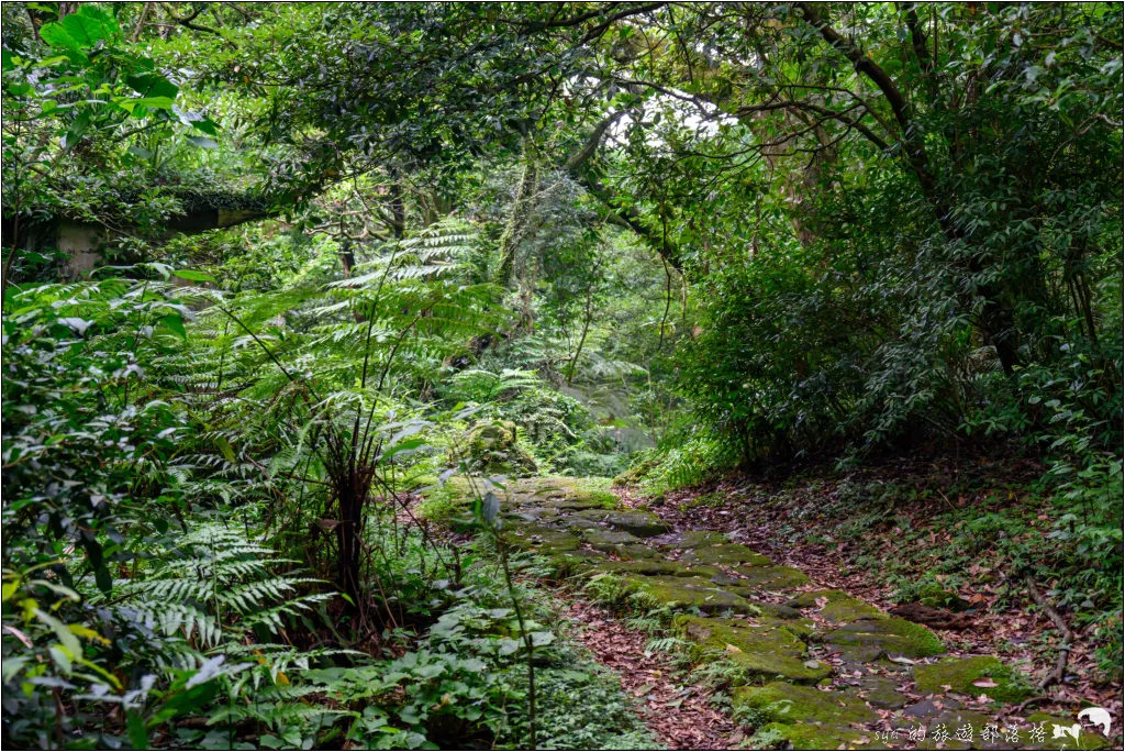 猴崁湖田國小步道|陽明山竹子湖的秘境古道,途中還有奧入瀨溪般的小溪美景 28 猴崁湖田國小步道