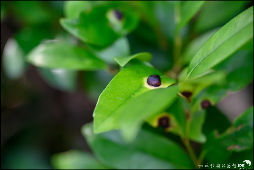 金麟湖|由布院人氣景點!為什麼金麟湖會冒煙?探秘夢幻晨霧與最佳觀賞時間 11 由布院 湯之坪街道