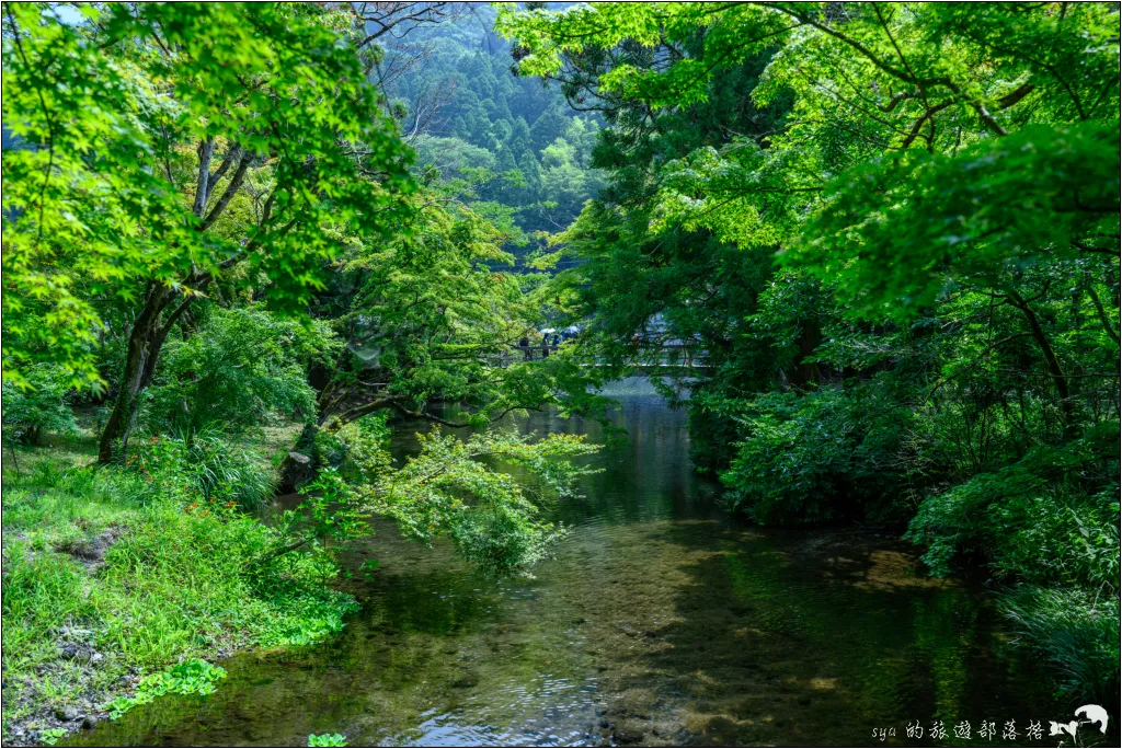 金麟湖|由布院人氣景點!為什麼金麟湖會冒煙?探秘夢幻晨霧與最佳觀賞時間 8 由布院 湯之坪街道