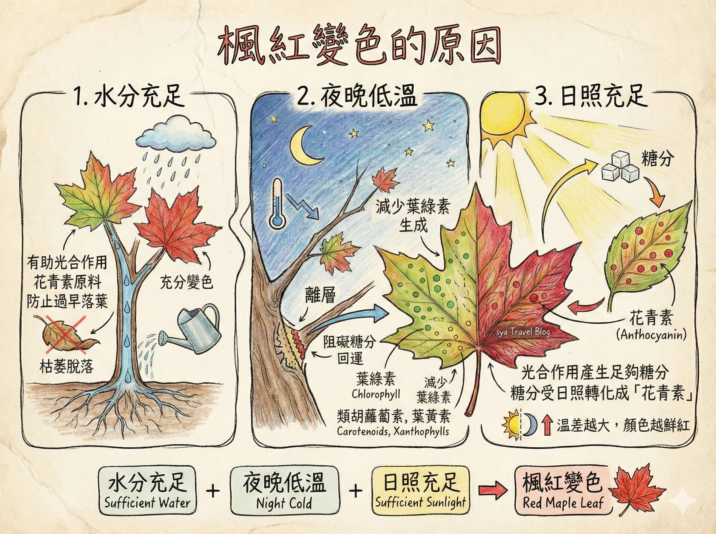 楓紅變色的機制到底是什麼? 3 楓紅變色的原因