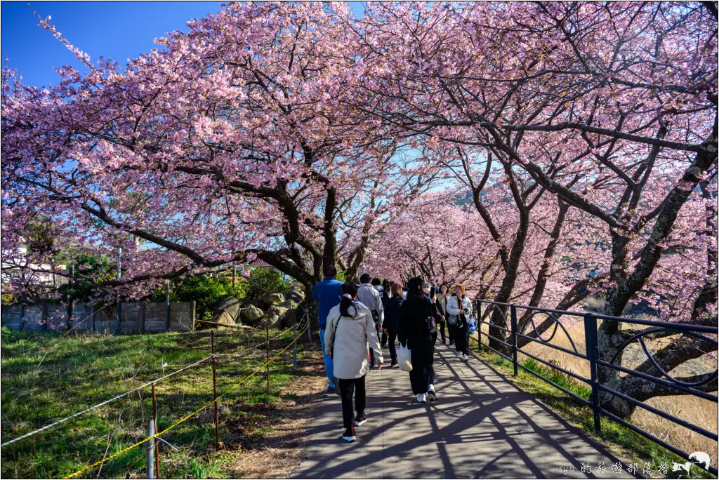 2026第36屆川津櫻花節|靜岡伊豆半島的河津櫻賞櫻攻略 116 河津櫻