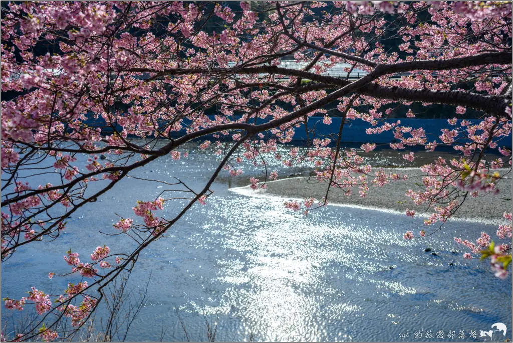 2026第36屆川津櫻花節|靜岡伊豆半島的河津櫻賞櫻攻略 115 河津櫻