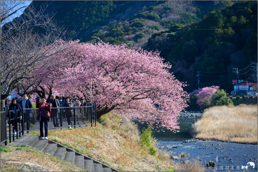 2026第36屆川津櫻花節|靜岡伊豆半島的河津櫻賞櫻攻略 114 河津櫻