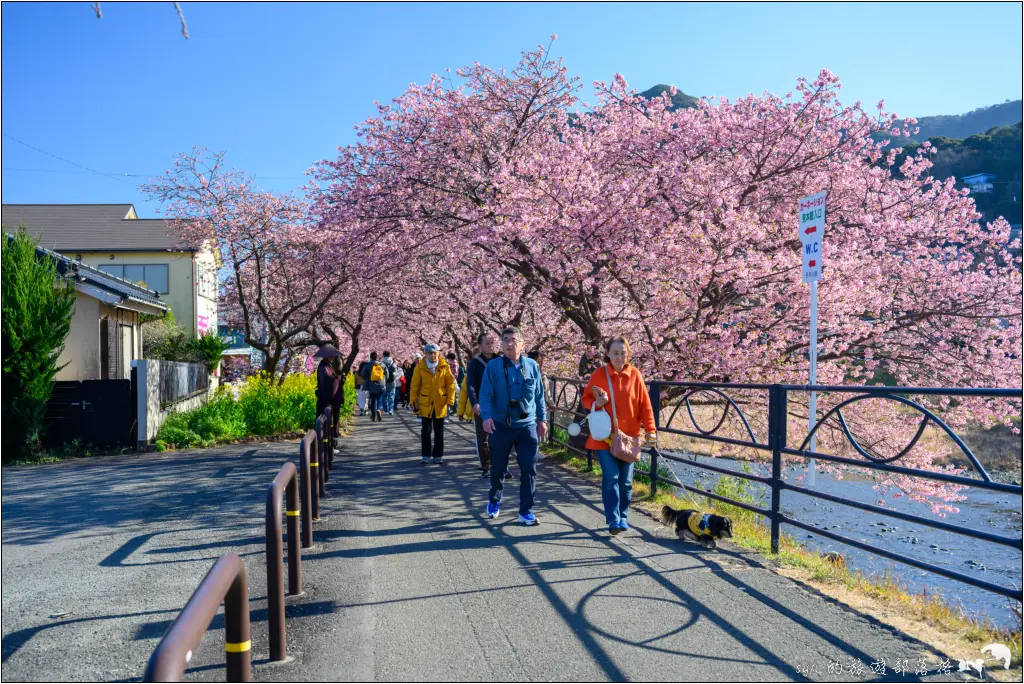 2026第36屆川津櫻花節|靜岡伊豆半島的河津櫻賞櫻攻略 113 河津櫻