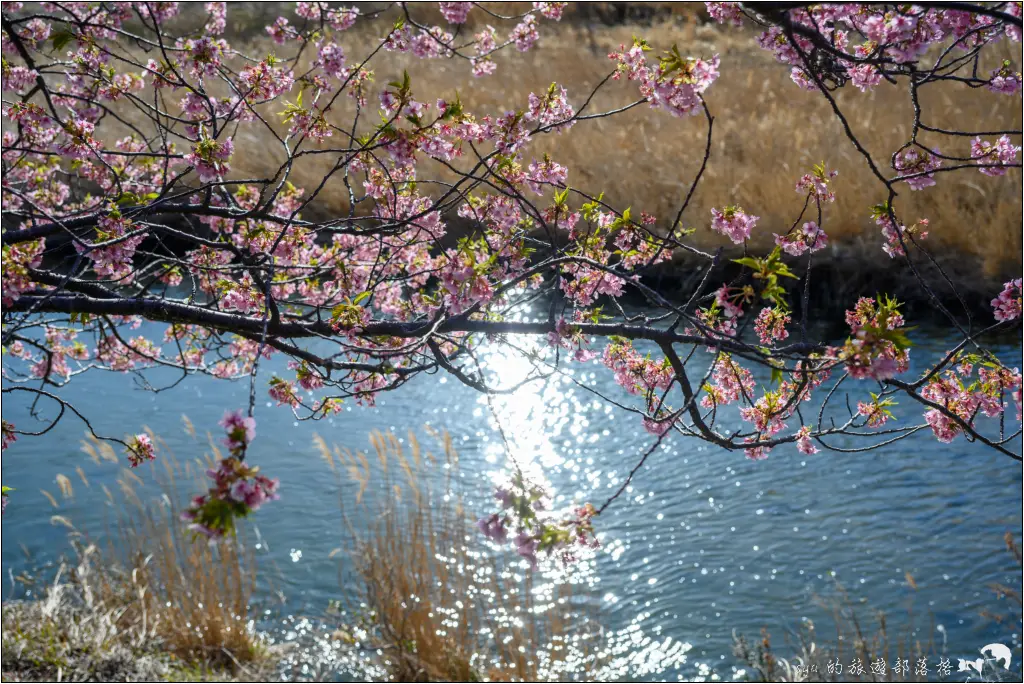 2026第36屆川津櫻花節|靜岡伊豆半島的河津櫻賞櫻攻略 112 河津櫻