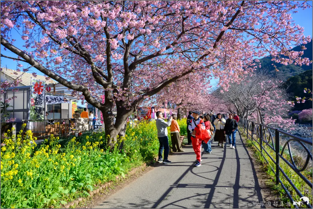 2026第36屆川津櫻花節|靜岡伊豆半島的河津櫻賞櫻攻略 109 河津櫻