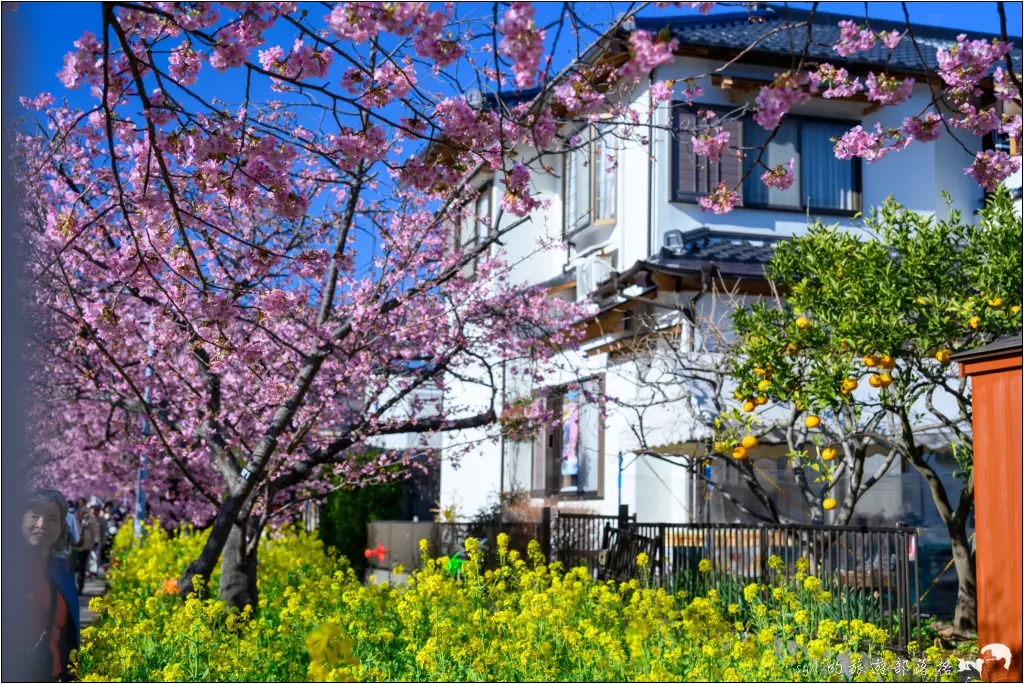 2026第36屆川津櫻花節|靜岡伊豆半島的河津櫻賞櫻攻略 110 河津櫻