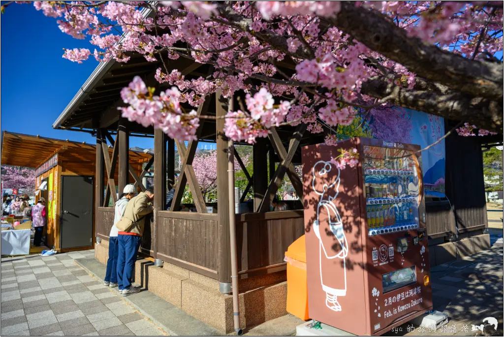 2026第36屆川津櫻花節|靜岡伊豆半島的河津櫻賞櫻攻略 108 河津櫻