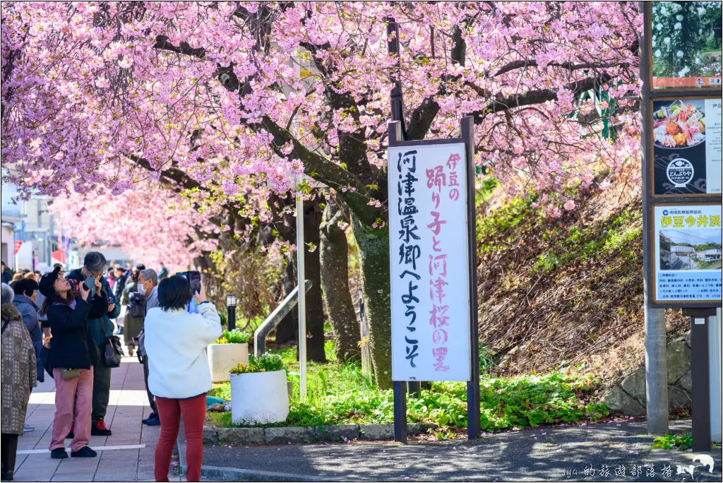 2026第36屆川津櫻花節|靜岡伊豆半島的河津櫻賞櫻攻略 3 河津櫻