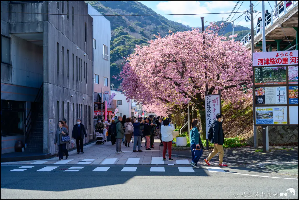 2026第36屆川津櫻花節|靜岡伊豆半島的河津櫻賞櫻攻略 5 河津櫻