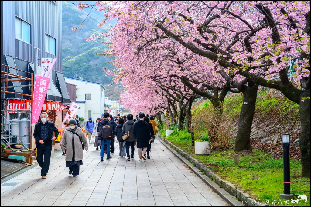 2026第36屆川津櫻花節|靜岡伊豆半島的河津櫻賞櫻攻略 15 河津櫻