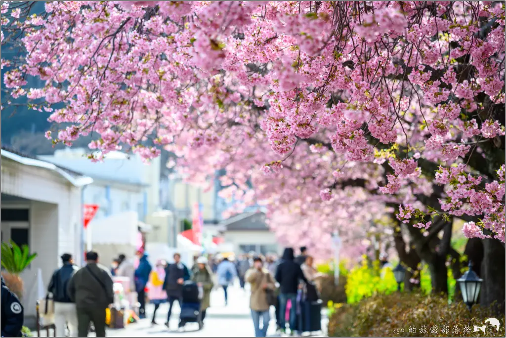 2026第36屆川津櫻花節|靜岡伊豆半島的河津櫻賞櫻攻略 6 河津櫻