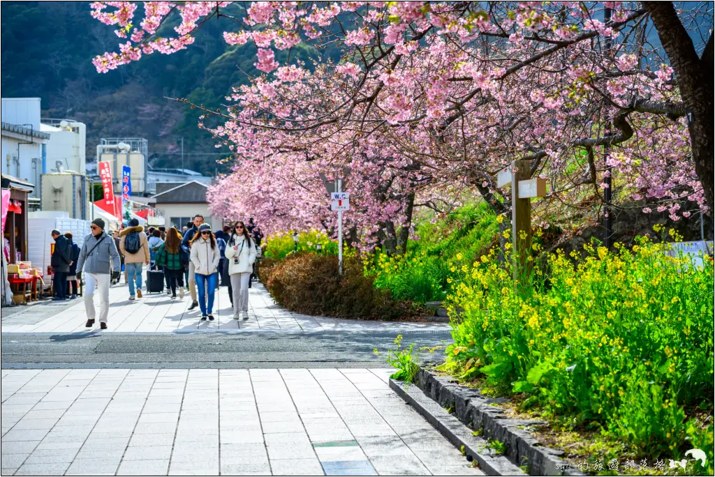 2026第36屆川津櫻花節|靜岡伊豆半島的河津櫻賞櫻攻略 7 河津櫻