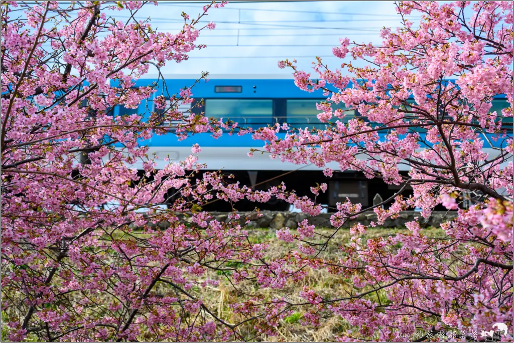 2026第36屆川津櫻花節|靜岡伊豆半島的河津櫻賞櫻攻略 107 河津櫻