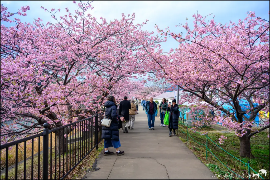 2026第36屆川津櫻花節|靜岡伊豆半島的河津櫻賞櫻攻略 106 河津櫻