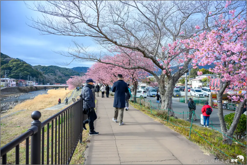 2026第36屆川津櫻花節|靜岡伊豆半島的河津櫻賞櫻攻略 105 河津櫻