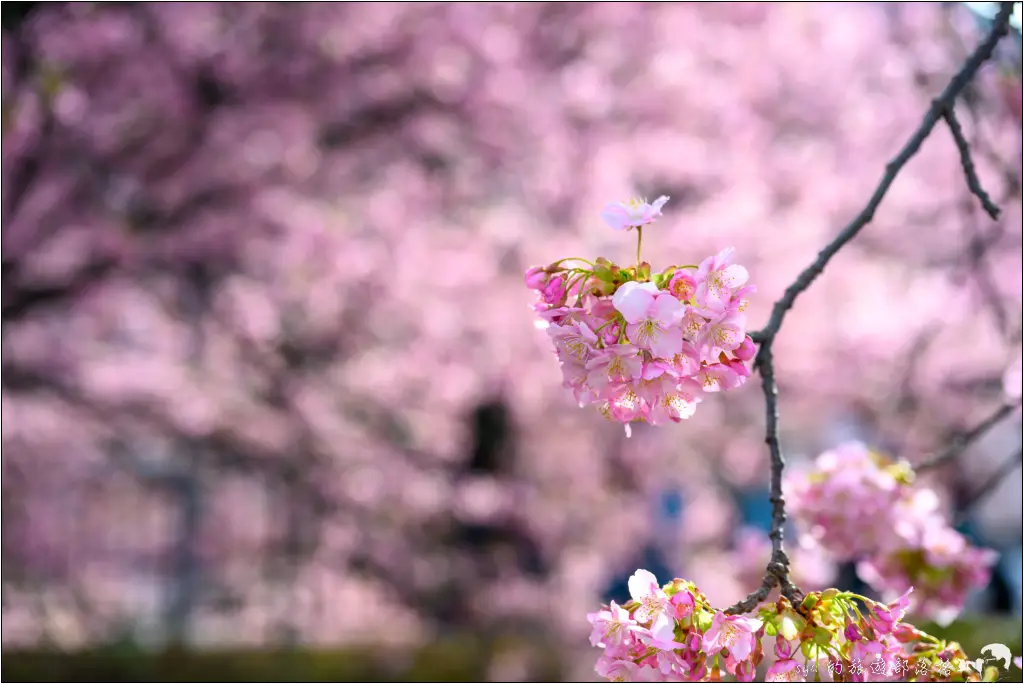 2026第36屆川津櫻花節|靜岡伊豆半島的河津櫻賞櫻攻略 104 河津櫻