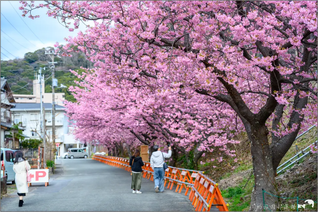 2026第36屆川津櫻花節|靜岡伊豆半島的河津櫻賞櫻攻略 102 河津櫻