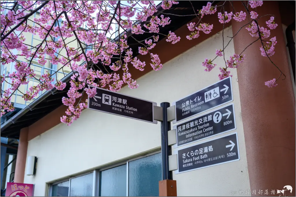 2026第36屆川津櫻花節|靜岡伊豆半島的河津櫻賞櫻攻略 101 河津櫻
