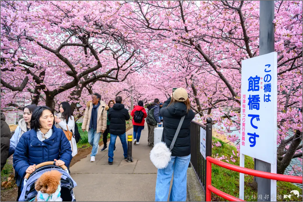 2026第36屆川津櫻花節|靜岡伊豆半島的河津櫻賞櫻攻略 16 河津櫻