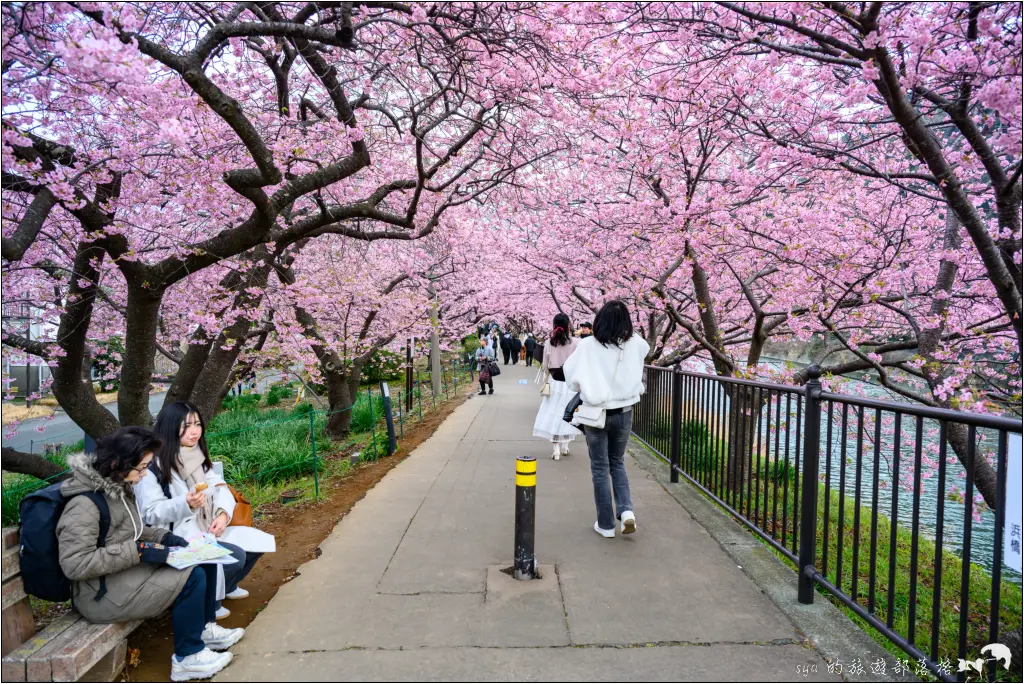 2026第36屆川津櫻花節|靜岡伊豆半島的河津櫻賞櫻攻略 100 河津櫻