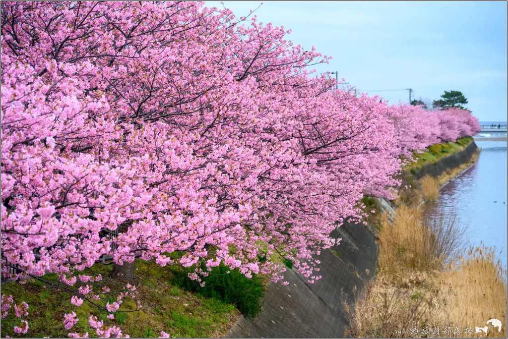 2026第36屆川津櫻花節|靜岡伊豆半島的河津櫻賞櫻攻略 17 河津櫻