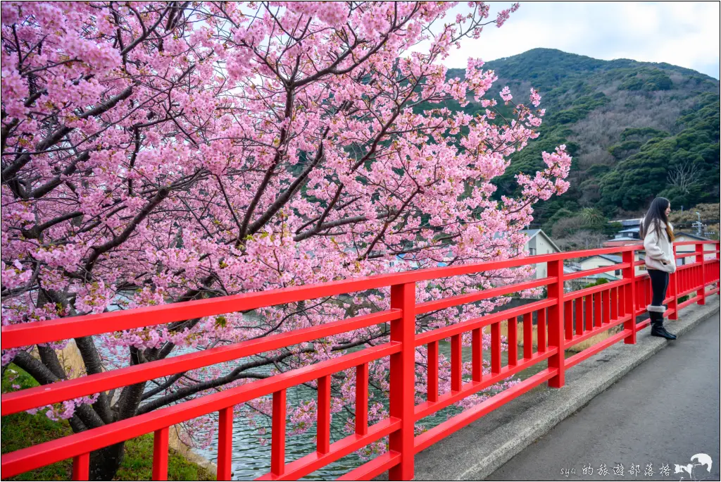 2026第36屆川津櫻花節|靜岡伊豆半島的河津櫻賞櫻攻略 20 河津櫻