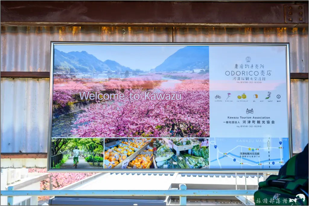 2026第36屆川津櫻花節|靜岡伊豆半島的河津櫻賞櫻攻略 4 河津櫻