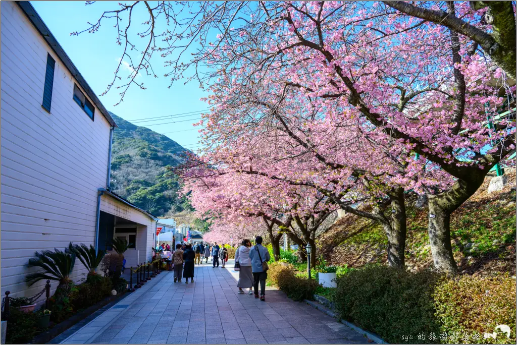 2026第36屆川津櫻花節|靜岡伊豆半島的河津櫻賞櫻攻略 99 河津櫻