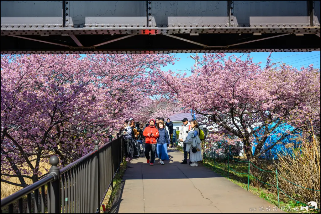 2026第36屆川津櫻花節|靜岡伊豆半島的河津櫻賞櫻攻略 97 河津櫻